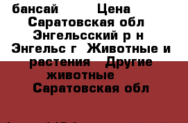 бансай .) ) › Цена ­ 500 - Саратовская обл., Энгельсский р-н, Энгельс г. Животные и растения » Другие животные   . Саратовская обл.